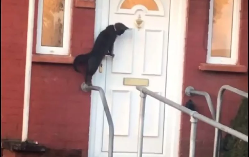 Mačka kuca na vrata