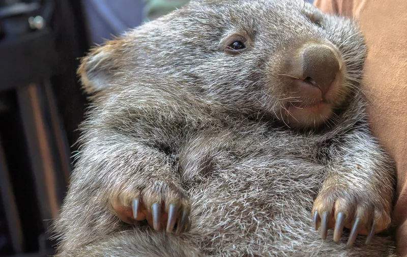 Wombat, Vombatus ursinus, in the arms of a ranger in a fetal position. Closeup of masupial and adult Australian herbivore.