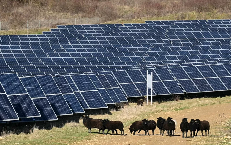 This photograph taken on February 12, 2024 shows sheep in front of panels at the Solar PV Park in Marcoussis, outside Paris. In Marcoussis, thirty kilometers south of Paris, the solar park is weeded using eco-pasture. This ecological method uses domestic herbivores to maintain green spaces. (Photo by Bertrand GUAY / AFP)