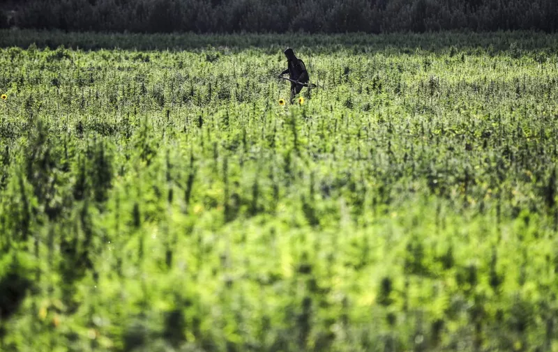 A man walks with a shovel through a cannabis field in the village of Yamouneh in eastern Lebanon's Bekaa Valley on July 29, 2020. (Photo by JOSEPH EID / AFP)