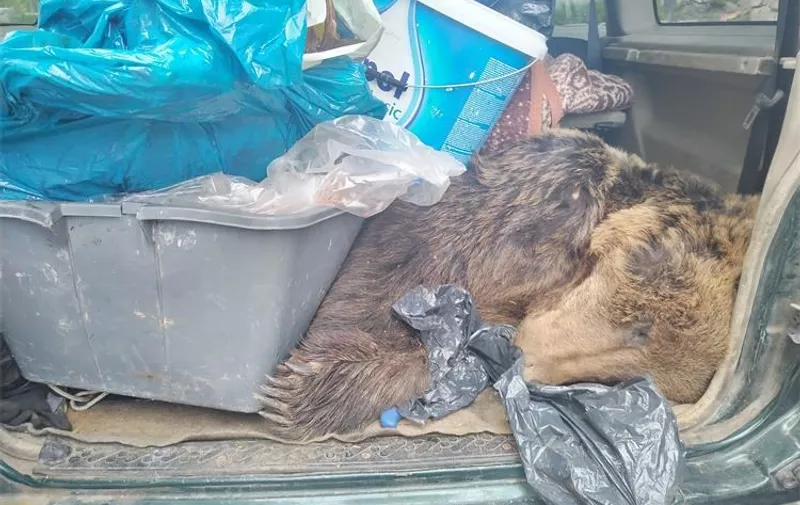 Medvjed u prtljažniku automobila