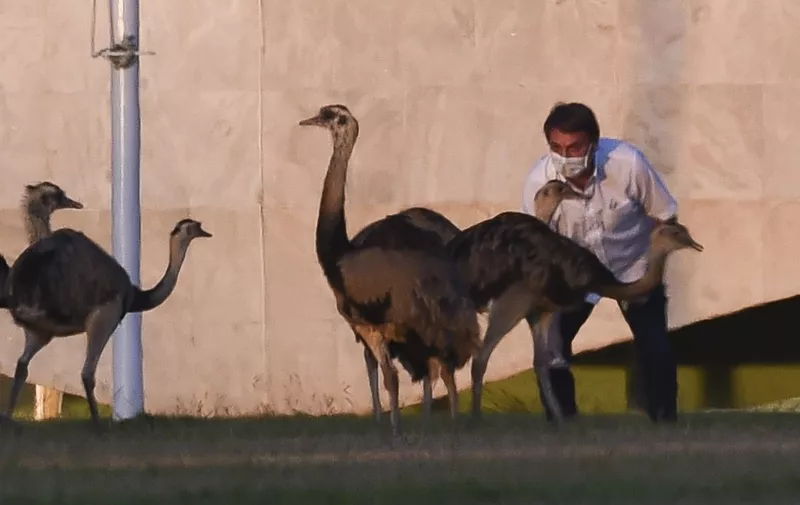 Brazilian President Jair Bolsonaro feeds emus outside the Alvorada Palace in Brasilia, Brazil, on July 13, 2020, in the midst of the new COVID-19 coronavirus pandemic. - Bolsonaro tested positive for the coronavirus on July 7, after months minimizing the dangers of the disease. (Photo by Sergio LIMA / AFP)
