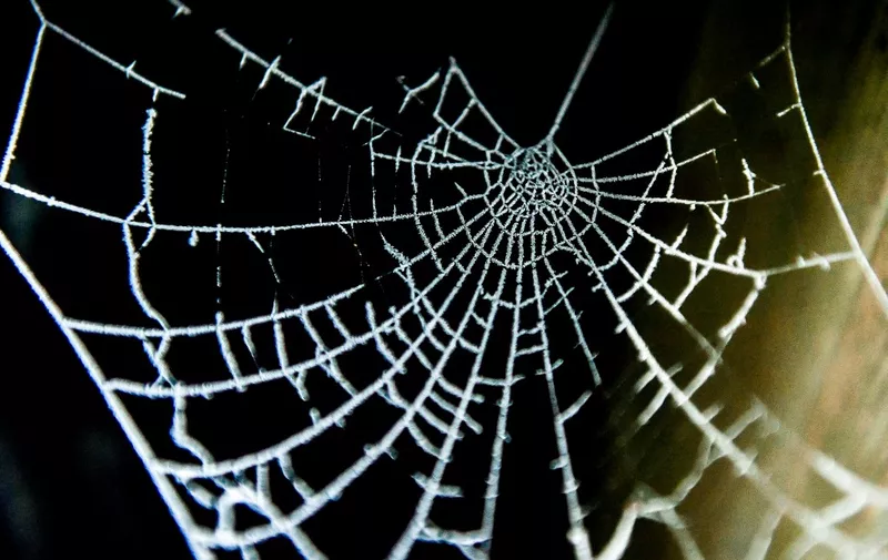 A picture shows a spider's web covered by frost on January 31, in Godewaersvelde, northern France. (Photo by PHILIPPE HUGUEN / AFP)