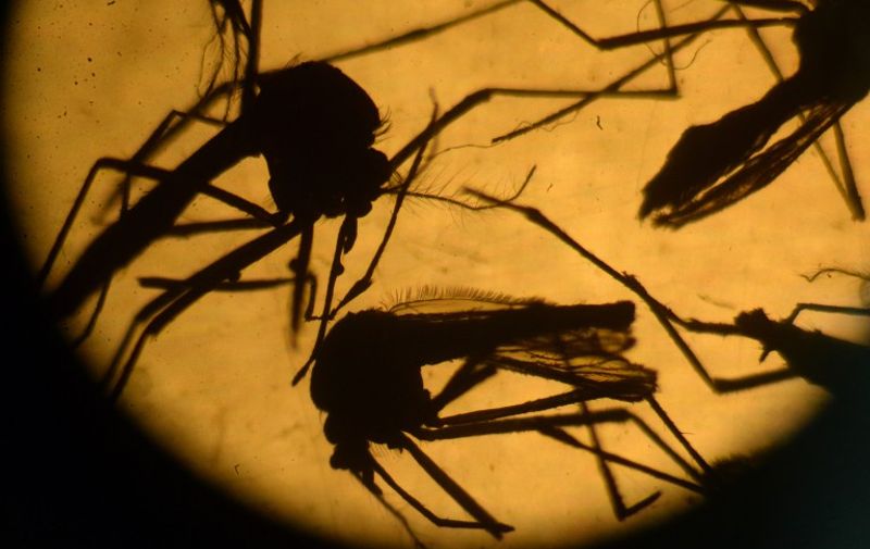(FILES) This file photo taken on February 03, 2016 shows Aedes aegypti mosquitos are photographed in a laboratory at the University of El Salvador, in San Salvador.
US President Barack Obama will ask Congress for more than $1.8 billion in emergency funding to tackle the fast-spreading Zika virus both at home and abroad, the White House said February 8, 2016. The administration will submit the request "shortly," the White House said in a statement that did not specify a timeframe.
 / AFP / Marvin RECINOS