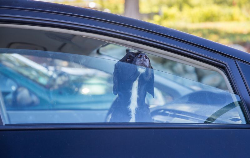 black labrador looking through car window