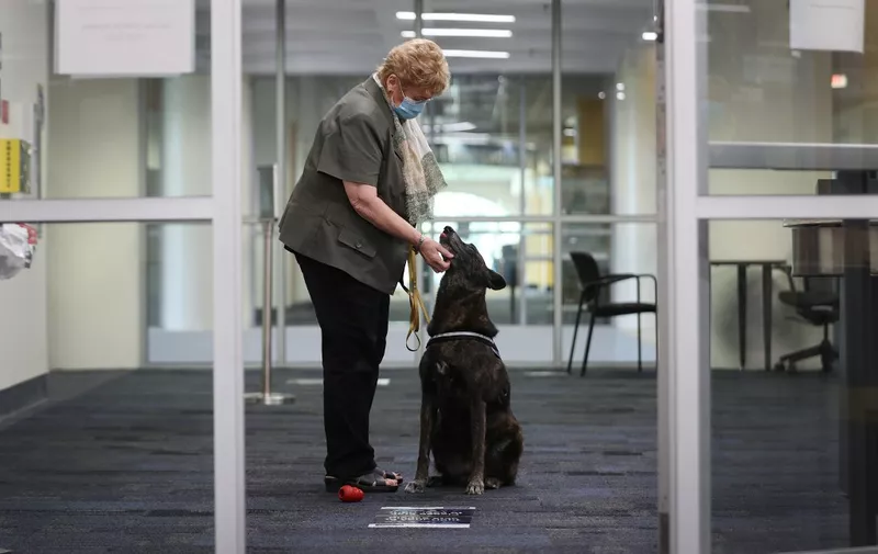 MIAMI, FLORIDA - JANUARY 27: DeEtta Mills, Director of the International University's International Forensic Research Institute, pets One-Betta, a COVID-19 sniffing Dutch Shepard, on the Florida International University campus on January 27, 2021 in Miami, Florida. One-Betta is one of four dogs who were trained by Florida International University's International Forensic Research Institute. The school plans on using the dogs to detect COVID-19 on campus as well as at the Florida State Capitol. The dogs, who will work on campus during the spring semester to try to control the spread of coronavirus at the school, have been trained to detect coronavirus odors first in a controlled lab environment and then in larger spaces such as class rooms auditoriums, computer labs and libraries.   Joe Raedle/Getty Images/AFP