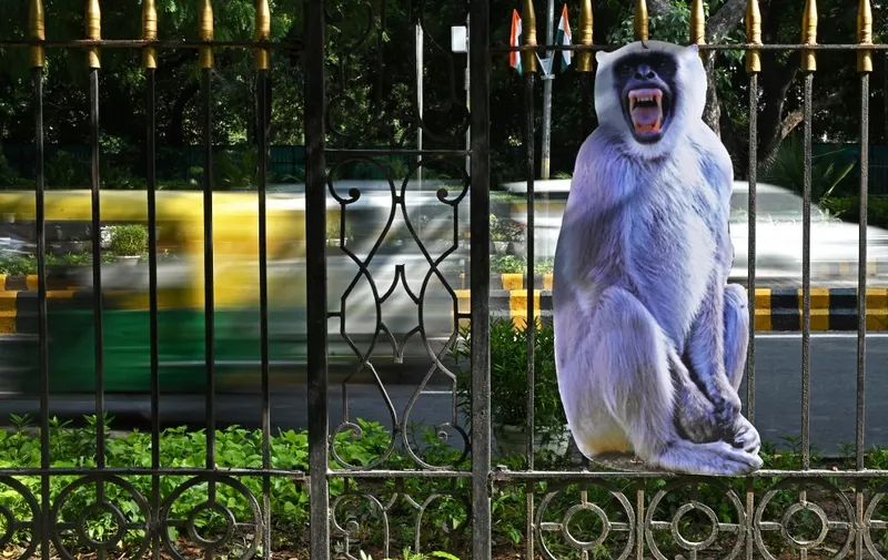 A life-size cut-out of a gray langur is displayed to scare away monkeys at a park in New Delhi on August 30, 2023, ahead of the G20 India Summit. Indian officials preparing for the G20 summit next week have hired teams of "monkey-men" and erected primate cutouts to deter marauding monkeys from munching on the floral displays laid out for global leaders. (Photo by Arun SANKAR / AFP)