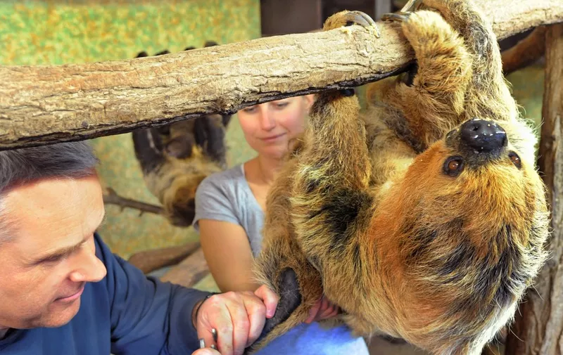 Veterinarian cuts the long claws of the 43-year-old female sloth Paula, the oldest two-toed sloth living in a European zoo, at the zoo Halle, center Germany, on November 28, 2012. The zoo which was founded 111 years ago, has had a record on breeding habits of sloths since 1996.   AFP PHOTO / WALTRAUD GRUBITZSCH /GERMANY OUT (Photo by WALTRAUD GRUBITZSCH / DPA / AFP)