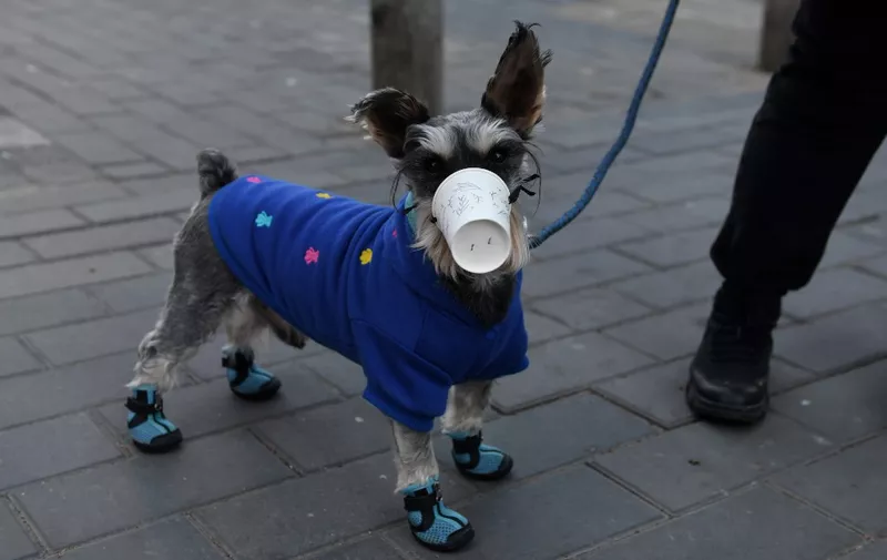 A dog wears a paper cup over its mouth on a street in Beijing on February 4, 2020. - The number of total infections in China's coronavirus outbreak has passed 20,400 nationwide with 3,235 new cases confirmed, the National Health Commission said on February 4. (Photo by GREG BAKER / AFP)