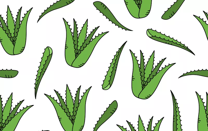 Seamless pattern of Aloe Vera.Aloe vector illustration.