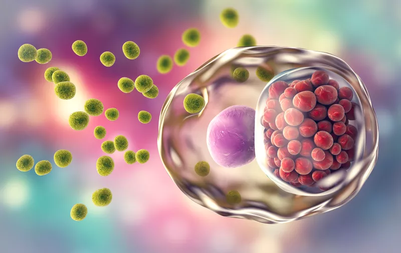 Chlamydia trachomatis bacteria, 3D illustration showing elementary bodies green, extracellular and reticulate bodies red, intracellular
