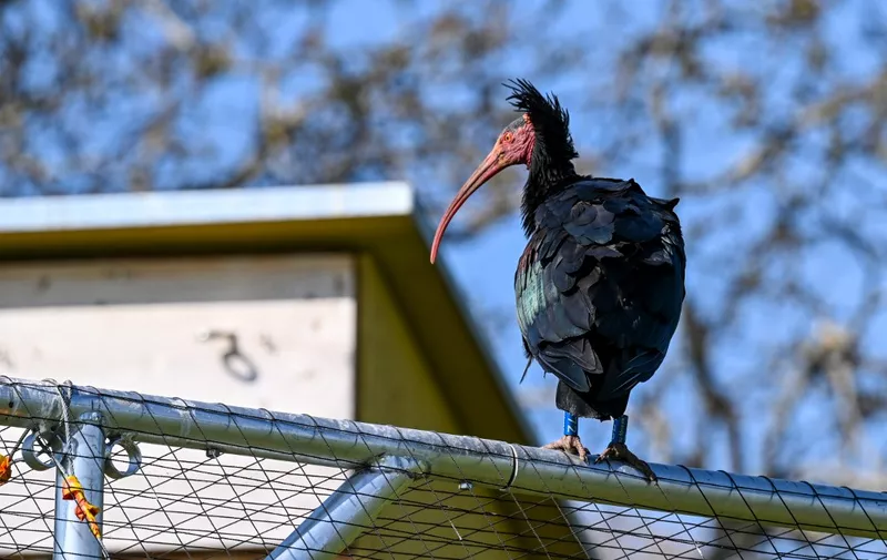 21 April 2022, Baden-Wuerttemberg, Überlingen: A Waldrapp sits on an aviary in front of a breeding wall where it builds its nest to breed. Only recently have the bald ibises returned to Lake Constance from their wintering grounds in Italy. Photo: Felix Kästle/dpa (Photo by Felix Kästle / DPA / dpa Picture-Alliance via AFP)