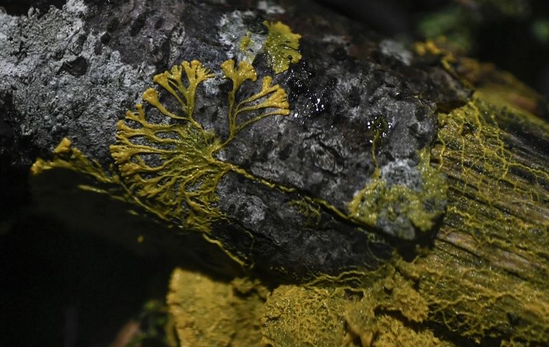 A picture taken on October 16, 2019 at the Parc Zoologique de Paris (Paris zoological gardens) shows a Physarum Polycephalum better known as a "Blob", an unicellular organism neither plant, mushroom nor animal and capable of learning despite its lack of neuron. (Photo by STEPHANE DE SAKUTIN / AFP)