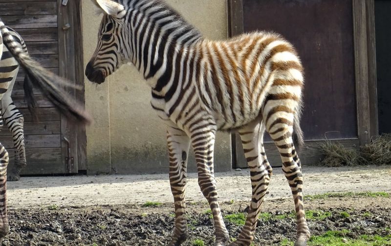 Zagrebački zoološki ima novo mladunče, bebu zebru koja je okoćena jučer.