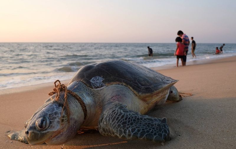 In this photo taken on January 10, 2019 an olive ridley sea turtle lays dead with a rope around its neck on Marari Beach near Mararikulum in southern India's Kerala state. - Getting tangled in nets and ropes used in the fishing industry are a frequent hazard for vulnerable olive ridley sea turtles, which hatch by the millions in their largest nesting grounds each year along the coast of Odisha state in southeast India. (Photo by SOREN ANDERSSON / AFP)
