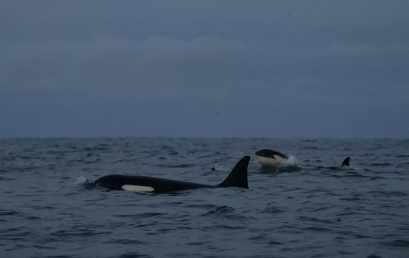 Killer whales (orcas) are pictured in the fjord of Skjervoy, northern Norway, on November 25, 2021. Between October and February, Orcas and Humpback whales hunt atlantic herrings to build their stock of protein. The water Temperature is +5C, air temperature is -10C. (Photo by Olivier MORIN / AFP)