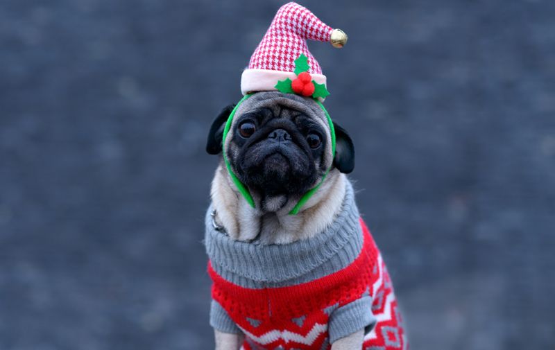 Cute dog wearing knitted winter clothes and funny Santa hat while looking at camera with attention and loyalty outdoors
