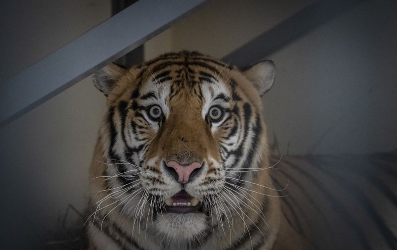 Male tiger Samson - one of the tigers that were seized on the Polish-Belarusian border - is seen in its temporary enclosure at the zoo in Poznan, Poland, on November 6, 2019. - Nine tigers on a transport from Italy to Russia were discovered in terrible conditions and were brought to the Poznan zoo after customs intercepted and zoo employees and wildlife activists rescued them. (Photo by Wojtek RADWANSKI / AFP)