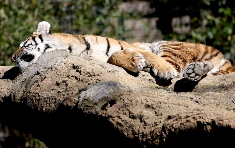 A Siberian tiger rests under the sun at its enclosure on April 6, 2018 at the zoo in Duisburg, western Germany. (Photo by Roland Weihrauch / dpa / AFP) / Germany OUT