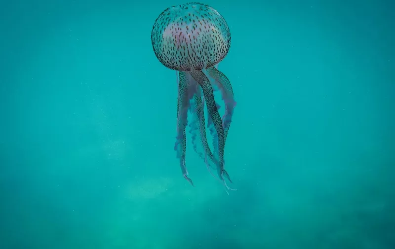 This underwater picture taken at a depth of five metres off the coast Lebanon's northern town of Qalamun on May 27, 2020 shows a Pelagia noctiluca (Medusa luminosa), a species of jellyfish commonly known as the mauve stinger, typically an offshore species widely distributed in all warm and temperate waters including the Mediterranean sea, Red Sea and Atlantic ocean. (Photo by Ibrahim CHALHOUB / AFP)