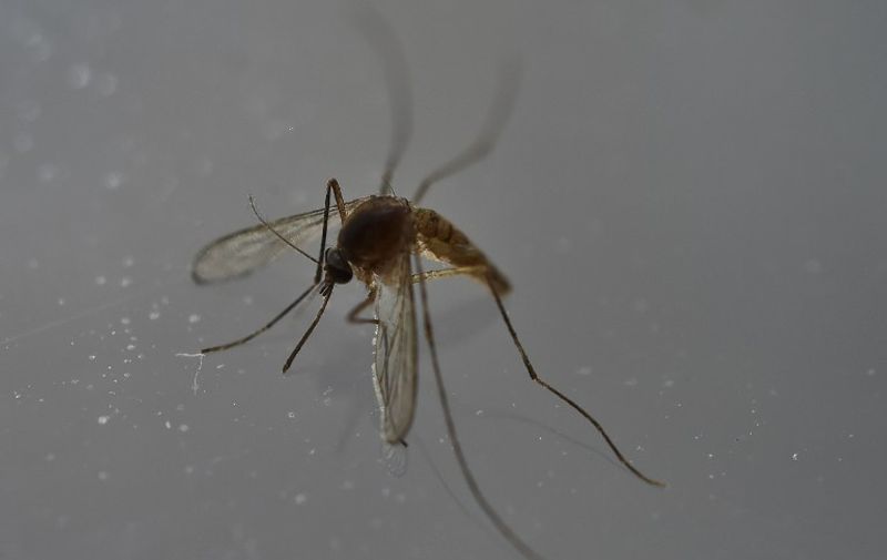 (FILES) This file photo taken on May 07, 2016 shows a mosquito in Mexico City on May 7, 2016. 
At least 2.6 billion people, over a third of the global population, live in parts of Africa, Asia and the Pacific where Zika could gain a new foothold, researchers warned on September 2, with 1.2 billion at risk in India alone. / AFP PHOTO / YURI CORTEZ