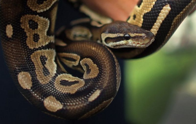 DAVIE, FL - JANUARY 12: A ball python is seen on display at the registration event and press conference for the start of the 2013 Python Challenge on January 12, 2013 in Davie, Florida.The Florida Fish and Wildlife Conservation Commission and its partners launched the month long 2013 Python Challenge to harvest Burmese pythons in the Florida Everglades, a species that is not native to Florida.The contest features prizes of $1,000 for catching the longest snake and $1,500 for catching the most.   Joe Raedle/Getty Images/AFP (Photo by JOE RAEDLE / GETTY IMAGES NORTH AMERICA / Getty Images via AFP)