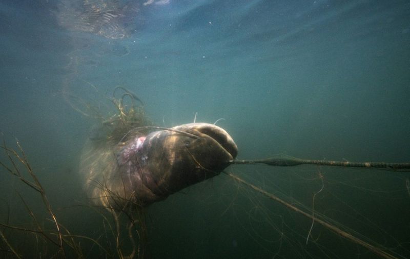 A catfish (silure) is seen captured in a fisher net on the canalised section of the Rhine river also called "Grand Canal dAlsace" in Fessenheim, eastern France, on June 9, 2023. (Photo by SEBASTIEN BOZON / AFP)