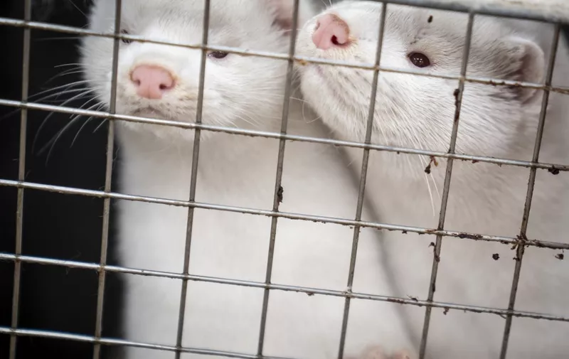 Mink look out from their cage at the farm of Henrik Nordgaard Hansen and Ann-Mona Kulsoe Larsen as they have to kill off their herd, which consists of 3000 mother mink and their cubs on their farm near Naestved, Denmark, on November 6, 2020. - Denmark announced special restrictions for more than 280,000 people in the country's northwest after a mutated version of the new coronavirus linked to mink farms was found in humans. (Photo by Mads Claus Rasmussen / Ritzau Scanpix / AFP) / Denmark OUT