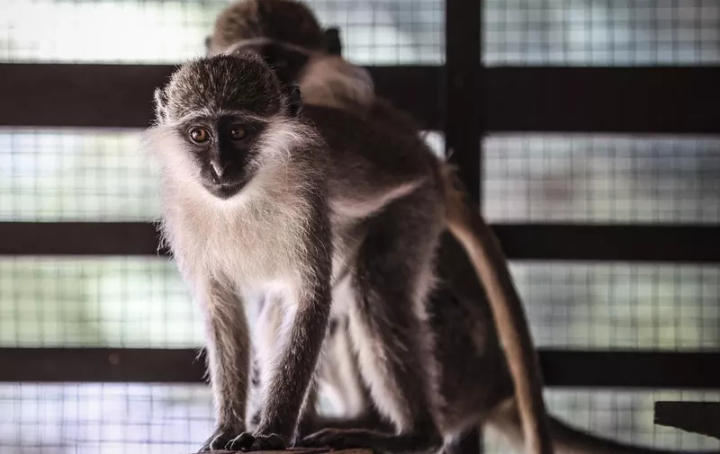 ANKARA, TURKEY - AUGUST 19: A vervet monkey is seen at Lion Parkour, which was opened to public last week, in Golbasi district of Ankara, Turkey on August 19, 2021. At this parkour there are bengal tigers, desert hares, crocodiles, peacocks, deer, vervet monkeys and snakes. Also 2 adult and 9 baby cub lions are living here. Esra Hacioglu / Anadolu Agency (Photo by Esra Hacioglu / ANADOLU AGENCY / Anadolu Agency via AFP)