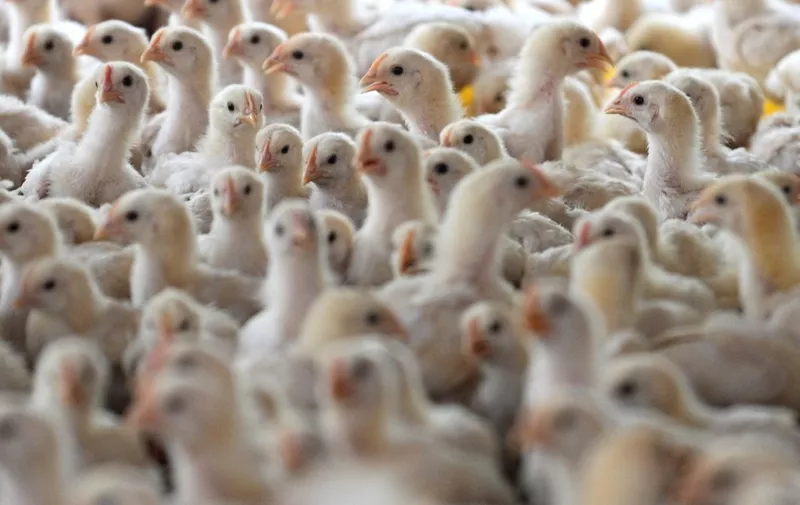 Chicks are pictured at a poultry farm in Sibreh, Aceh province on February 5, 2022. (Photo by CHAIDEER MAHYUDDIN / AFP)