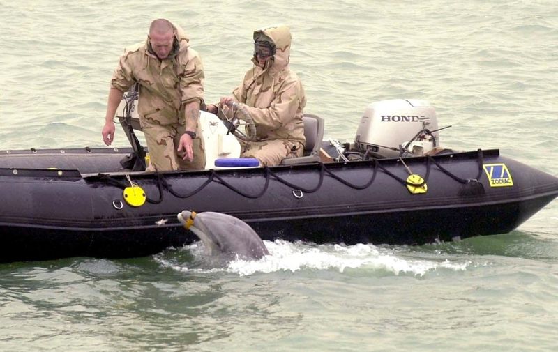US service personnel work 26 March 2003, with one of the dolphins that they are using in the waters around the Iraqi port of Umm Qsar to detect mines. The harbour will be used as bridgehead to bring in humanitarian aid.    AFP PHOTO/POOL/ALAN EVANS (Photo by ALAN EVANS / POOL / AFP)