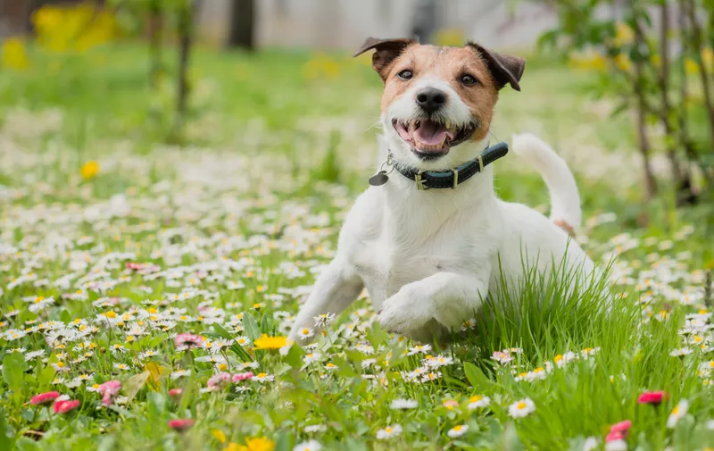 Cheerful Jack Russell Terrier running at camera