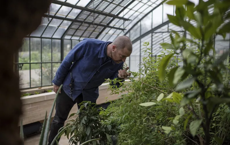 Australian chef Shaun Barney Kelly smells a vervain plant in the greenhouses at the farm-garden restaurant "Le Doyenne", that he opened with James Henry in July in Saint-Vrain, southwestern of Paris, on November 11, 2022. - Australian chef Shaun Barney Kelly smells a vervain plant in the greenhouses at the farm-garden restaurant "Le Doyenne", that he opened with James Henry in July in Saint-Vrain, southwestern of Paris, on November 11, 2022. (Photo by JULIEN DE ROSA / AFP)