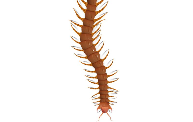 Centipede vector on white background isolated.