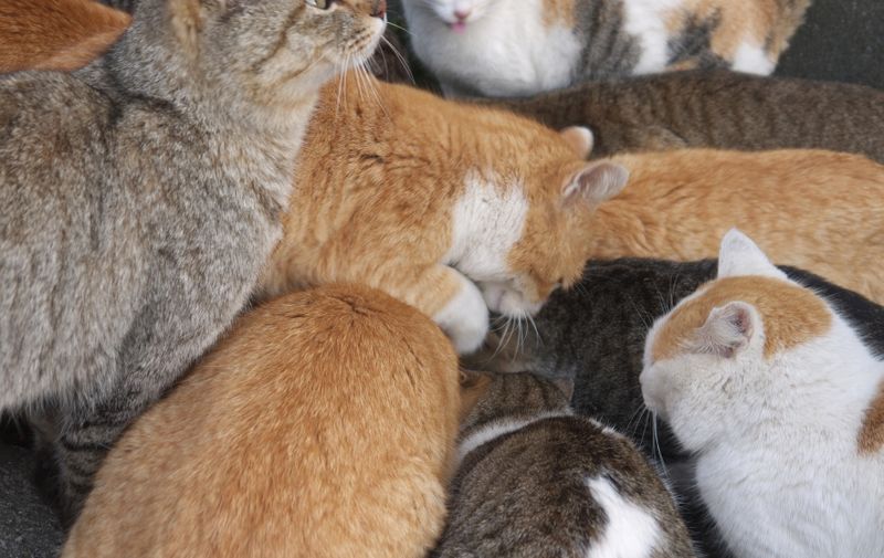 Large group of hungry cats feeding on japanese Aoshima cat island