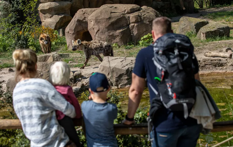 BERLIN, GERMANY - APRIL 28: Visitor watch Hyenas at the Zoo Tierpark on April 28, 2020 in Berlin, Germany. Zoos opened their doors again in Berlin, as the aquarium, animal houses and playgrounds will remain closed for the time being. (Photo by Maja Hitij/Getty Images)
