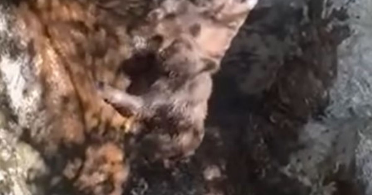 Hunters rescue bear cub that fell into a pit near Mostar