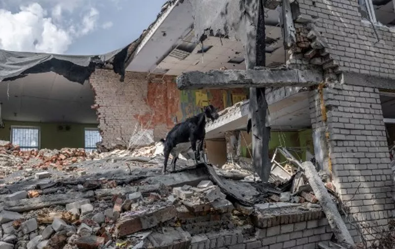 A goat stands amid ruins at the frontline with Russian forces southern Mykolaiv on August 20, 2022, amid the Russian invasion of Ukraine. (Photo by BULENT KILIC / AFP)