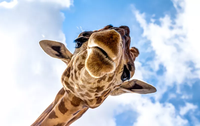 Close-up of a giraffe head during a safari trip South Africa,Image: 450177764, License: Royalty-free, Restrictions: , Model Release: yes