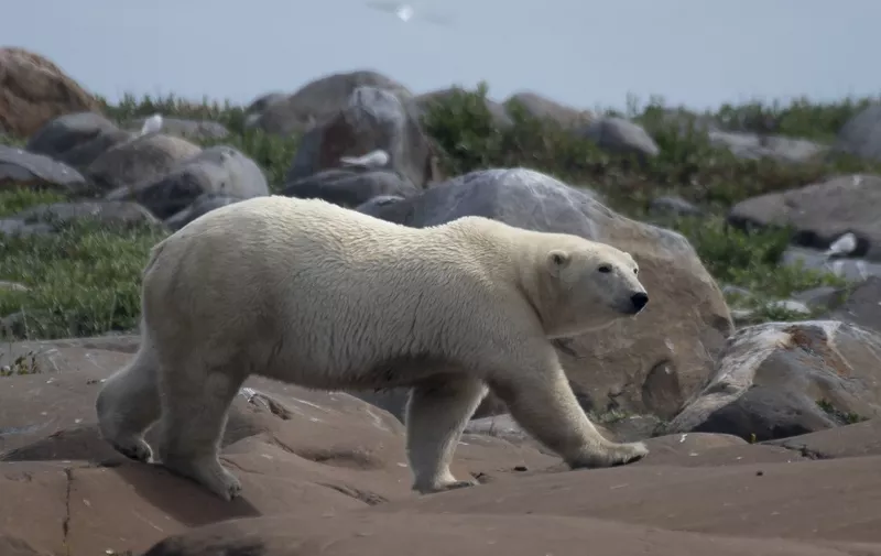 A female polar bear walks between rocks to find something to eat along the shoreline of the Hudson Bay near Churchill on August 5, 2022. (Photo by Olivier MORIN / AFP)