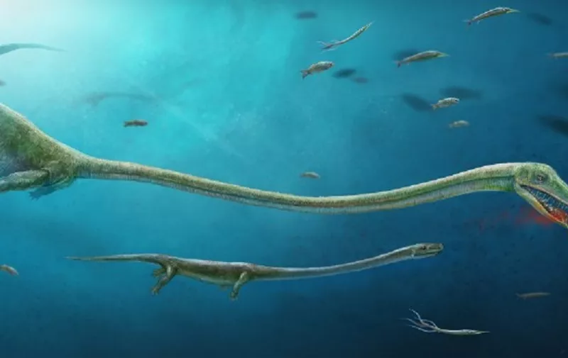 A handout image released by the Nature magazine and obtained on Feburary 9, 2017 shows a pregnant Dinocephalosaurus catching a fish.
An unusually long-necked marine reptile gave birth to live young 245 million years ago -- the only known member of the dinosaur, bird and croc family to not lay eggs, researchers said on February 14, 2017. Archaeologists examining the fossil of a female Dinocephalosaurus from Yunnan Province, southwest China, were amazed to discover the remains of a baby among the bones where her abdomen would have been. / AFP PHOTO / NATURE PUBLISHING GROUP / Dinghua Yang AND Jun Liu / RESTRICTED TO EDITORIAL USE - MANDATORY CREDIT "AFP PHOTO / NATURE / DINGHUA YANG / JUN LIU / HEFEI UNIVERSITY OF TECHNOLOGY" - NO MARKETING NO ADVERTISING CAMPAIGNS - DISTRIBUTED AS A SERVICE TO CLIENTS