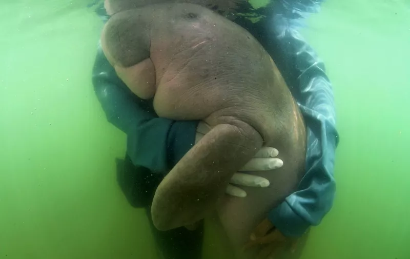 This picture taken on May 24, 2019 shows Mariam the dugong as she is cared for by park officials and veterinarians from the Phuket Marine Biological Centre on Libong island, Trang province in southern Thailand. - An orphaned baby dugong rescued off a beach in Krabi province is Thailand's newest star, capturing the hearts of millions on social media and igniting an awarness for ocean conservation as authorities hand-raise the young mammal. (Photo by Sirachai ARUNRUGSTICHAI / AFP)