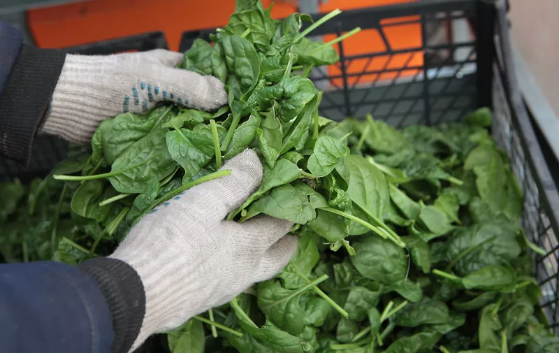 The worker puts the harvested spinach in boxes. Only hands.Harvesting spinach. Rich harvest of spinach. Agriculture.Out of focus.Top view.,Image: 645679656, License: Royalty-free, Restrictions: , Model Release: yes