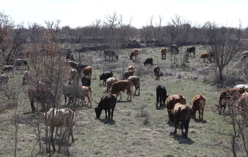 26.03.2023., Sibenik - Krave i goveda na slobodnoj ispasi na livadi u sibenskom zaledju. Photo: Dusko Jaramaz/PIXSELL