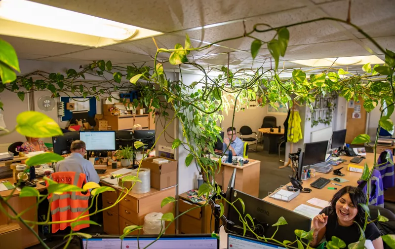 A house plant that has taken over the office space of Protective Solutions UK, Stonhouse, Glos. June 30, 2023.  See SWNS story SWNJplant.  An office plant potted 14 years ago has grown into a 600ft monster - hanging from computer monitors and it even has its own sponsorship deal.  Bosses Allie Brennan, 51, and her husband, Des, 57, bought the ivy as a small potted cutting in 2009 to brighten up the work space.  Now, more than 14 years later, the plant has grown to almost 600ft - sprouting new shoots to pin up across the office walls and ceiling "every day".  The ivy grows at an impressive rate of six inches per month and covers almost the entire office of Protective Solutions Ltd in Stonehouse, Glos. - the packaging company Des founded in 2006.,Image: 786779497, License: Rights-managed, Restrictions: This image is supplied for editorial use, commercial use may require additional licenses or permissions. 

AI policy - We will never use AI to create or enhance images which could be mistaken for genuine news photos. When we do use AI images, we'll mark them on the picture and in the metadata  

This image is supplied to your organisation on the condition that your organisation will take all steps necessary to ensure that any identifiable personal data is processed in full compliance with the Data Protection Act 2018

follow us on twitter - @swns
browse our website - swns.com
email pix@swns.com, Model Release: no