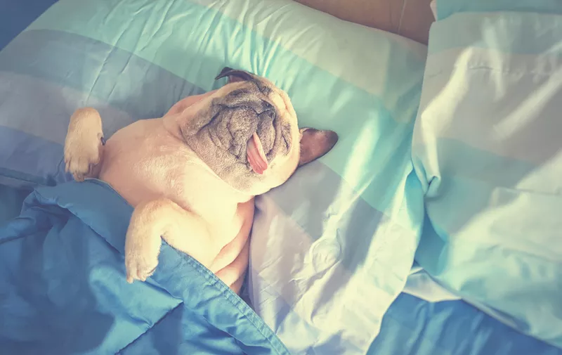 Cute pug dog sleep rest in bed, wrap with blanket and tongue sticking out in the lazy time