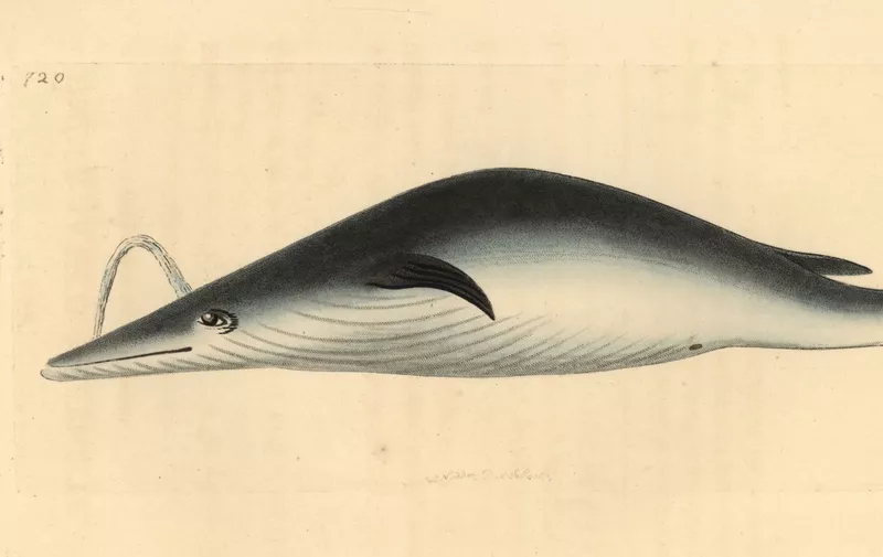 Blue whale, Balaenoptera musculus.. Illustration drawn and engraved by Richard Polydore Nodder. Handcolored copperplate engraving from George Shaw and Frederick Nodder's The Naturalist's Miscellany, London, 1800.