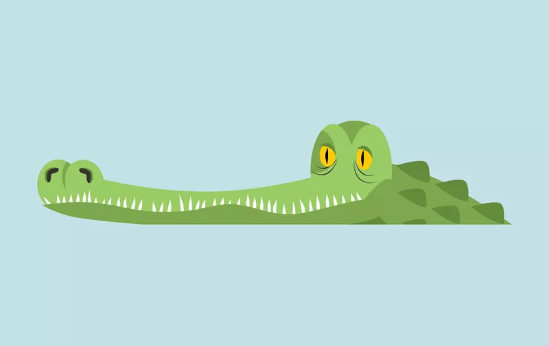 Crocodile in water. Alligator in river. Water reptile predator