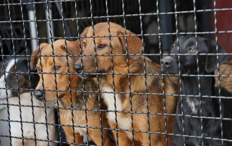 19.08.2022., Banja Luka - Organiziran je Dan otvorenih vrata u azilu za pse na Manjaci gdje je trenutno smjesteno 157 pasa. Photo: Dejan Rakita/PIXSELL/PIXSELL