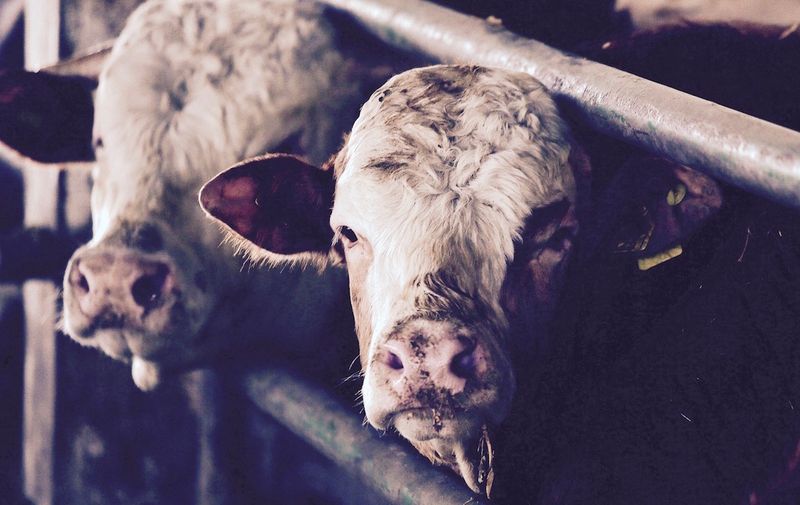 11.03.2015., Vrbovec - Farma krava.
Photo: Jurica Galoic/PIXSELL